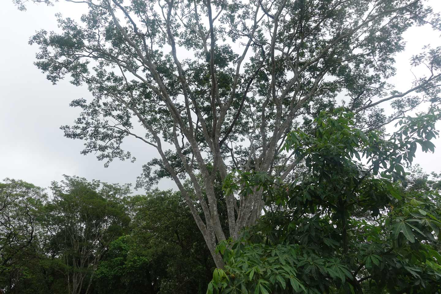 Haus-mieten-in-Paraguay-(5)