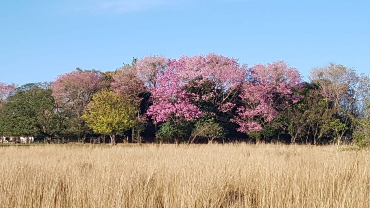 Grundstück kaufen in Paraguay (15)